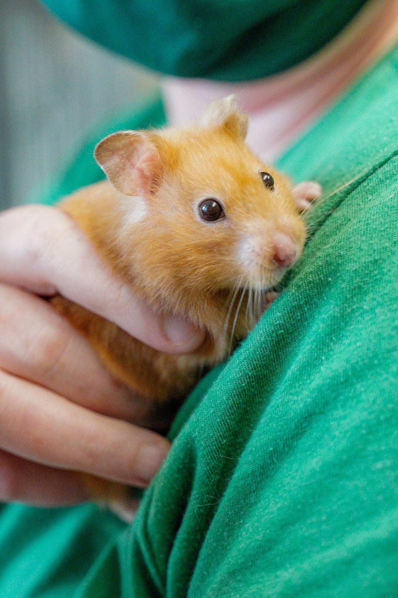Meet the Hamster