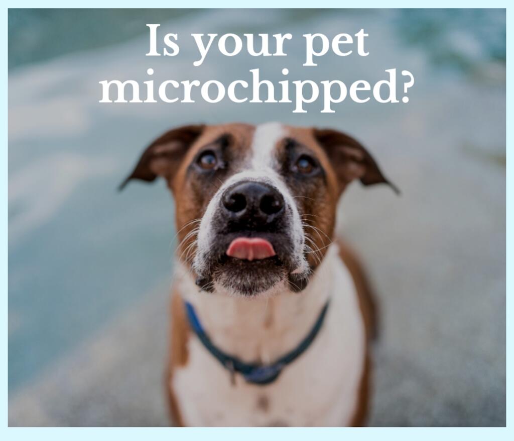 Is Your Pet Microchipped? Pope Memorial Humane Society