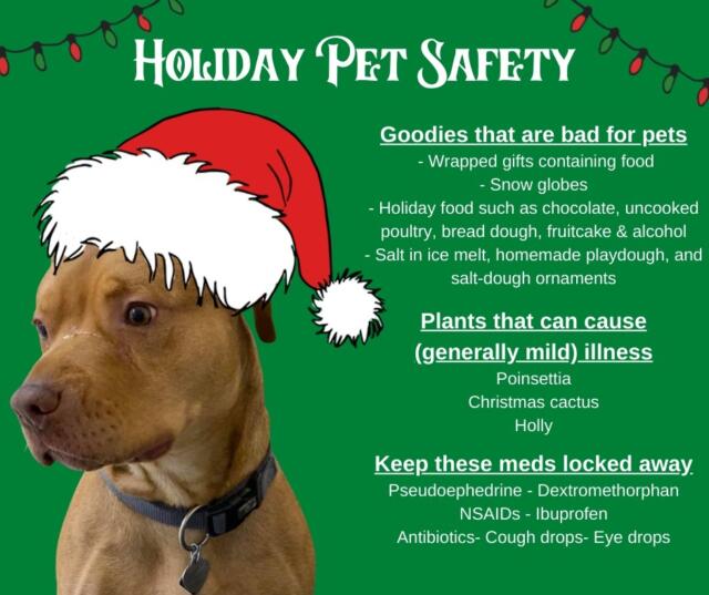 Holiday Pet Safety Tips Pope Memorial Humane Society