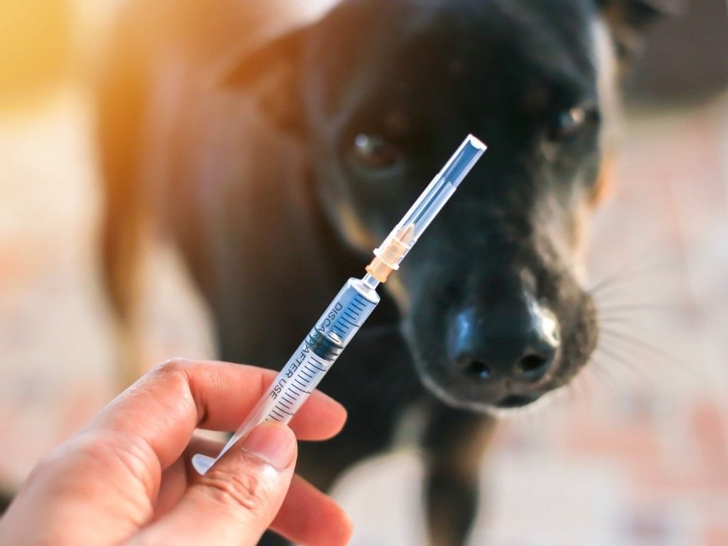 low-cost-rabies-clinic-pope-memorial-humane-society