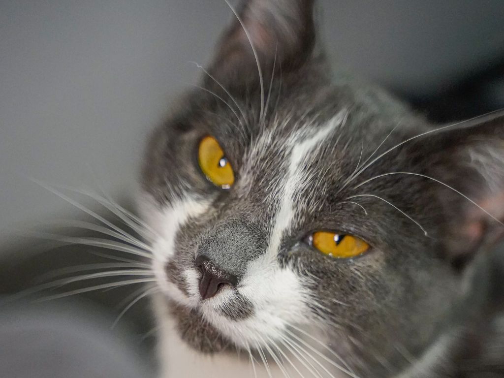 Found grey cat cheap