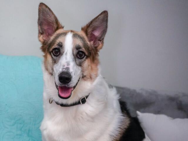 Dogs, Cats, Rabbits, Birds, and More Find Homes Through PMHS in May ...